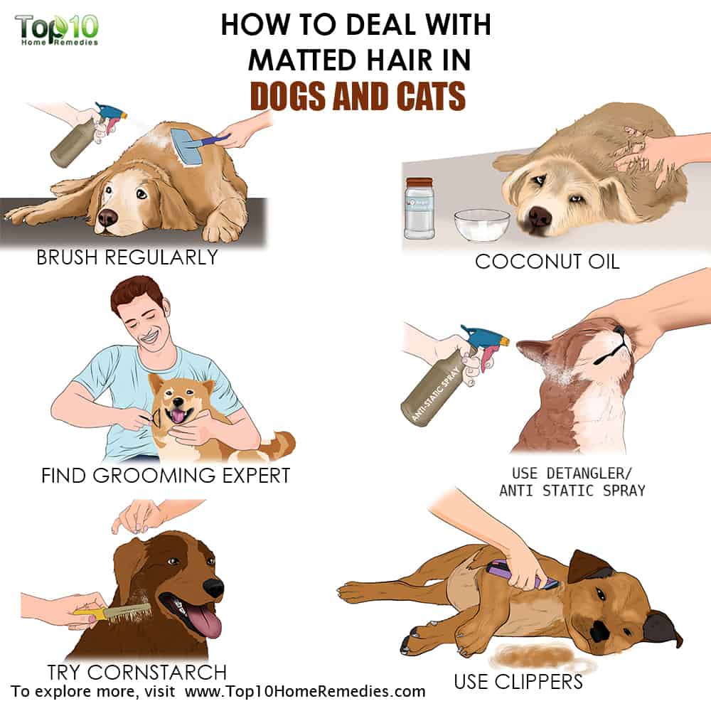 How to Deal With Matted Hair on Your Dog or Cat | Top 10 Home Remedies