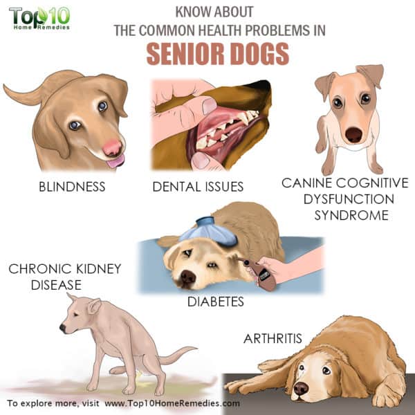 common health problems in senior dogs