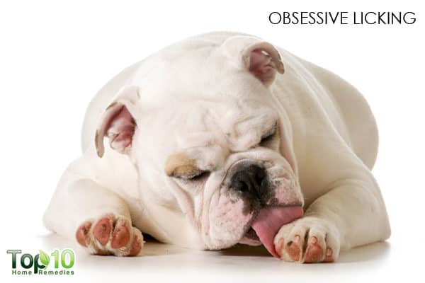 obsessive licking dog seasonal allergy symptom