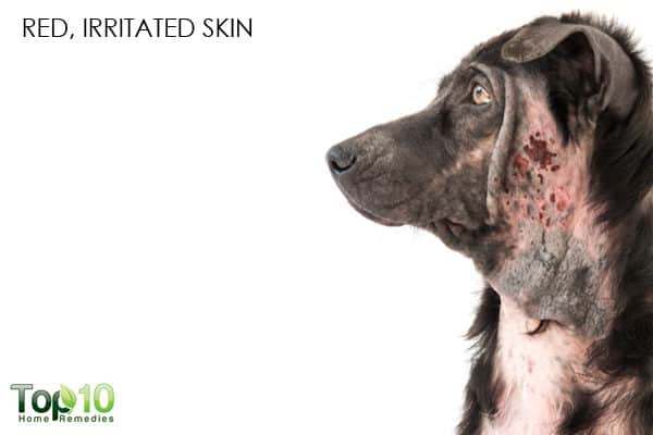 red irritated skin symptom of seasonal dog allergy