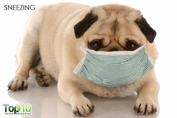 dog sneezing seasonal allergy