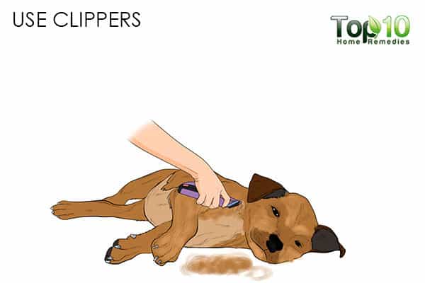 use clippers how to deal with matted hair on your cat and dog