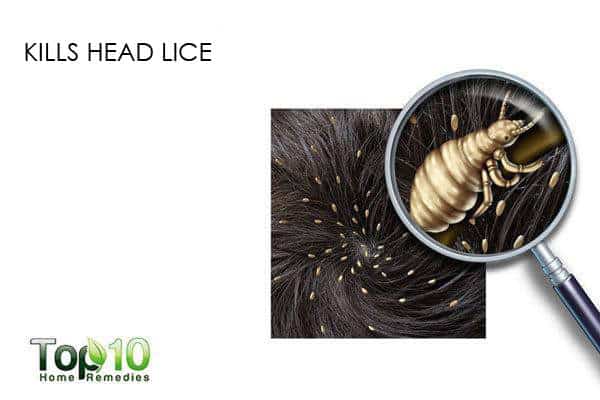 eucalyptus oil kills head lice