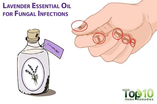lavender oil for fungal infections