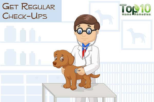 get regular check ups for your aging dog