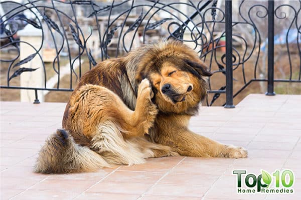 home remedies for dog allergies
