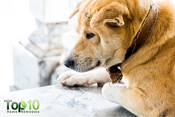 how to help aging dogs