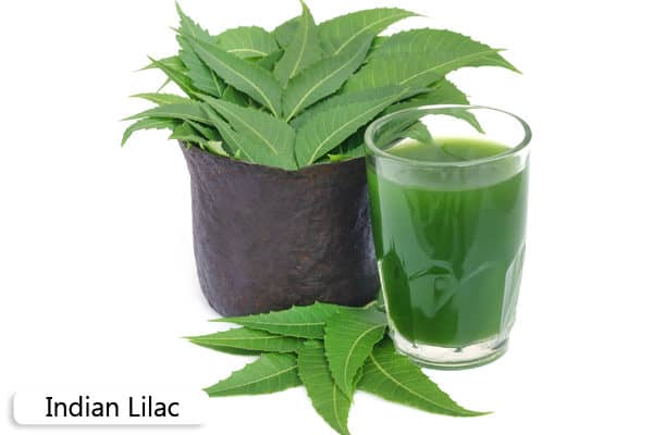 neem for pinworms