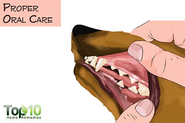 proper oral care for aging dogs