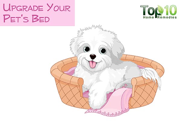 upgrade your aging dog's bed