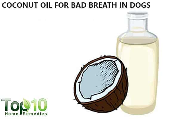 coconut oil for dogs with bad breath