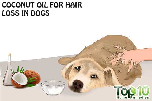 Home Remedies for Hair Loss in Dogs Top 10 Home Remedies