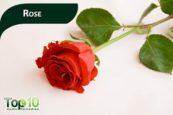 rose for dark upper lip