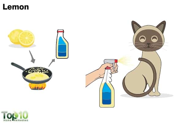 Does Lemon Juice Kill Fleas On Cats? 