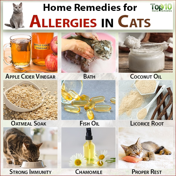 home remedies for cat allergies